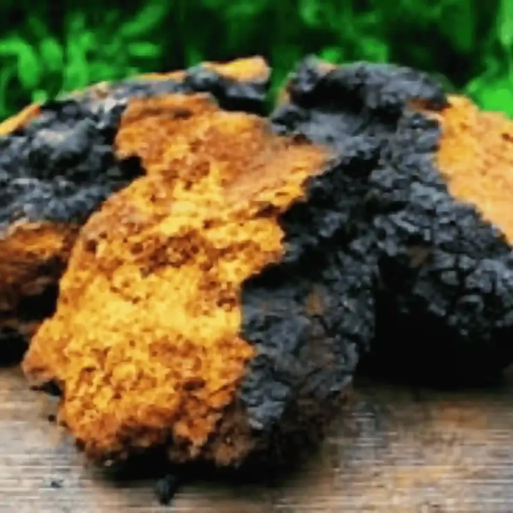chaga mushroom