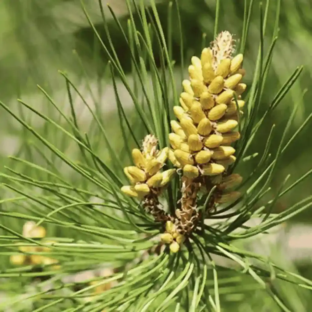 pine pollen
