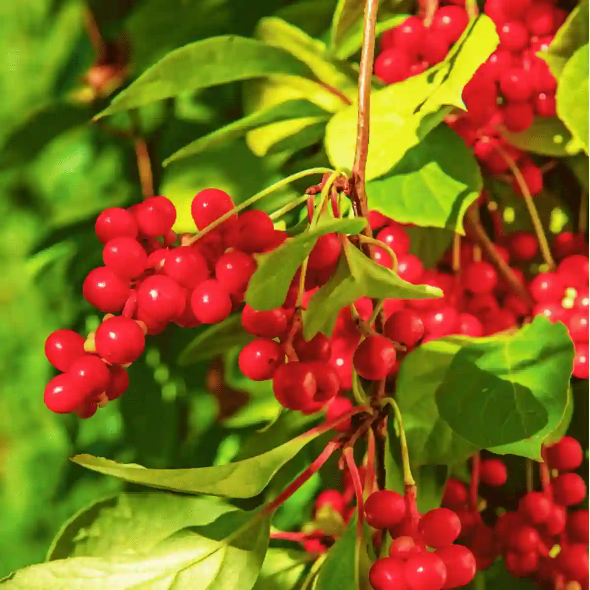 schisandra powder