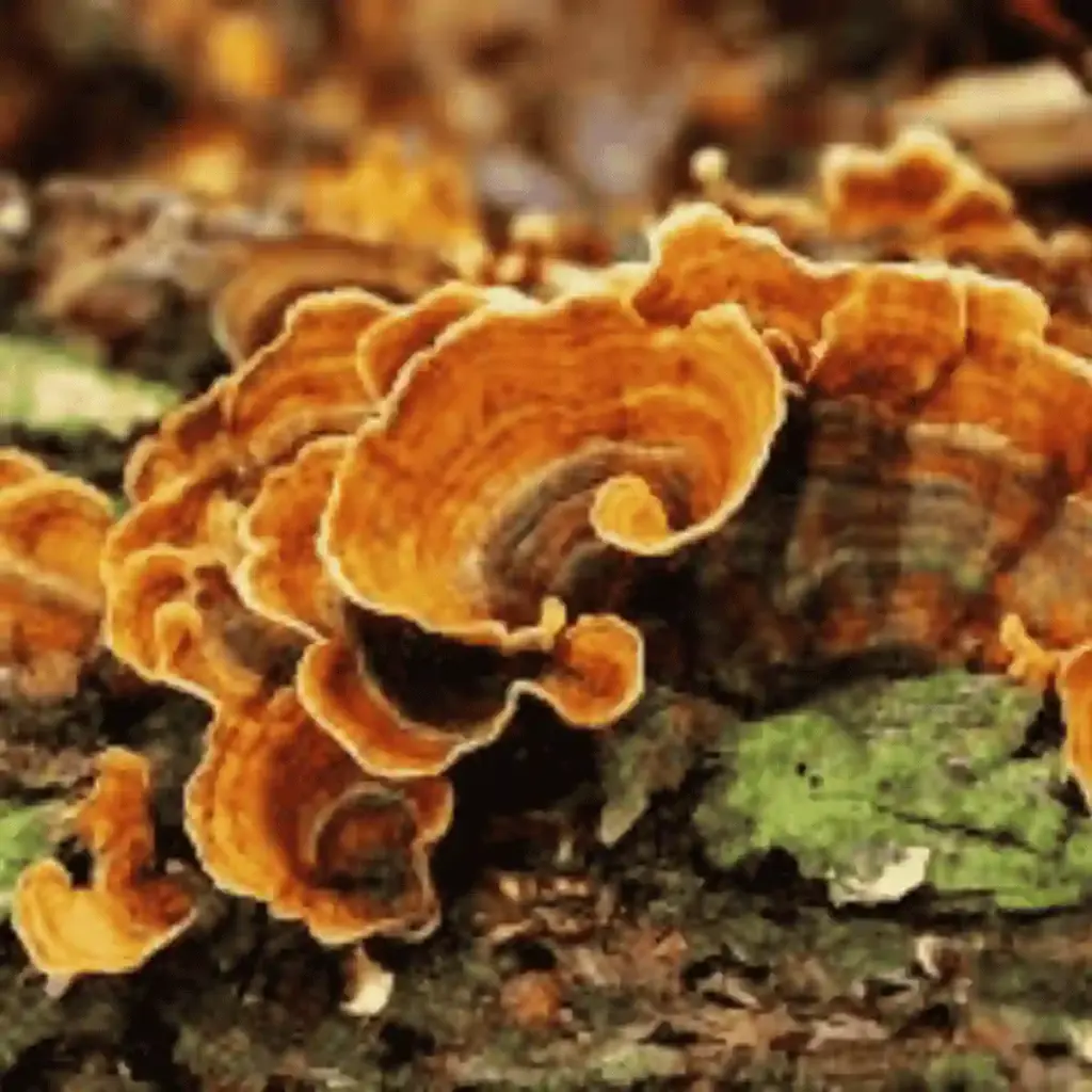 turkey tail mushroom